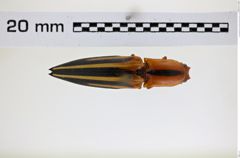 Foto (Dorsalansicht) von Semiotus furcatus (Fabricius, 1792) (NHMW-ZOO-COL-0008239)